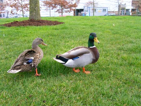 bellevue downtown park