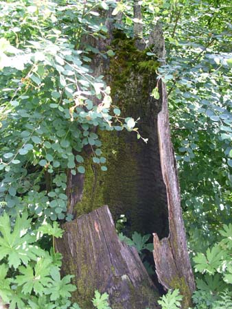 botanical garden