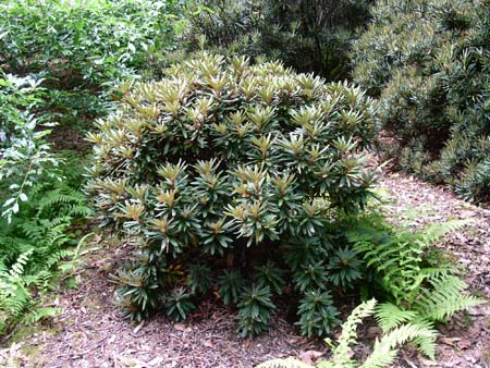 botanical garden