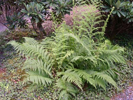 botanical garden