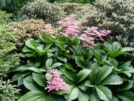 botanical garden