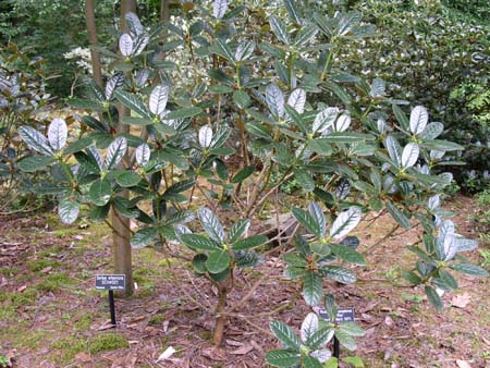 botanical garden