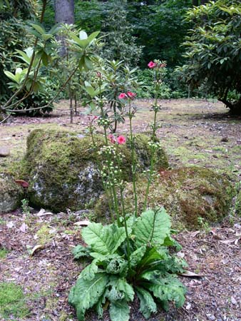 botanical garden