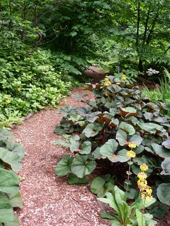 botanical garden