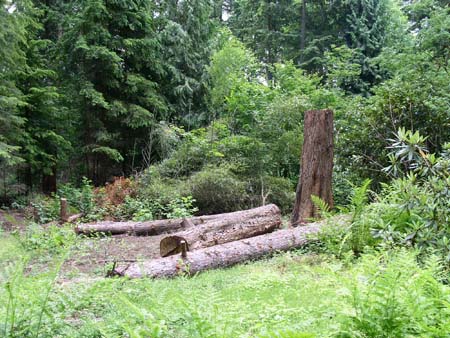 botanical garden