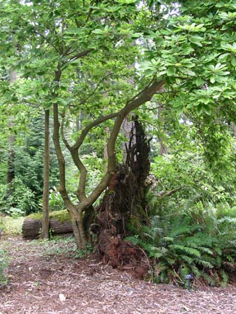 botanical garden