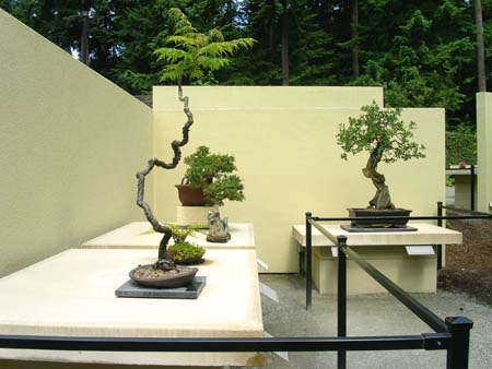 botanical garden, bonsai collection