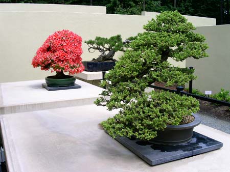 botanical garden, bonsai collection