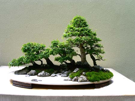 botanical garden, bonsai collection, chinese elm penjing