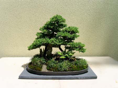 botanical garden, bonsai collection, san joes juniper