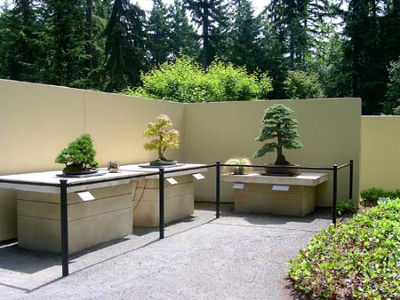 botanical garden, bonsai collection