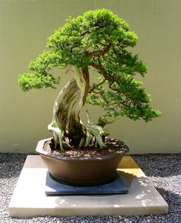 botanical garden, bonsai collection, korean yew