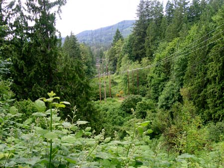forest