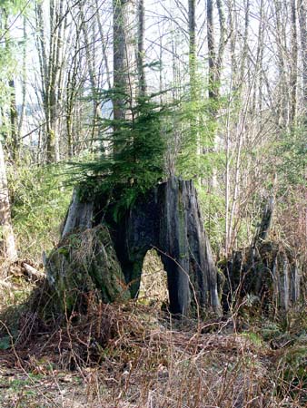 forest