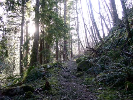 forest