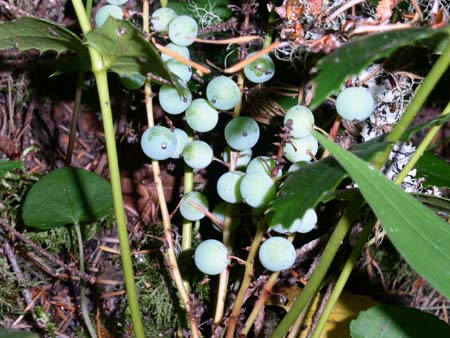 federation forest park,berries 