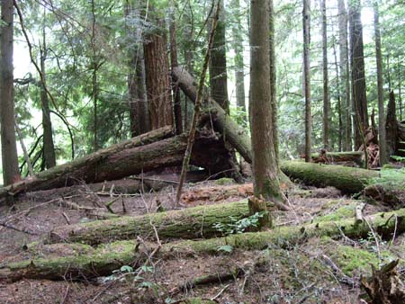 federation forest park