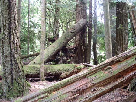 federation forest park