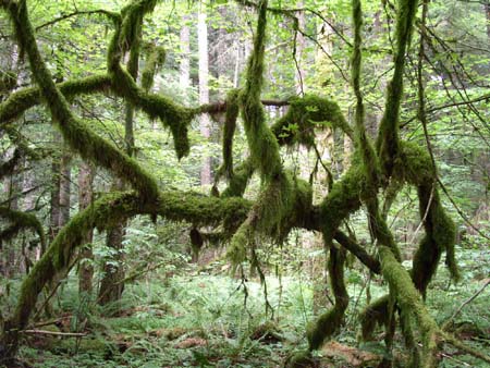 federation forest park