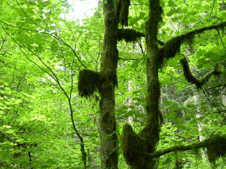 federation forest park