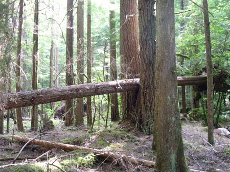 federation forest park
