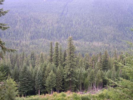 federation forest park