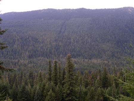 federation forest park