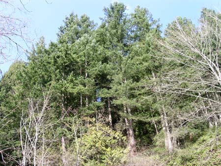game park, forest