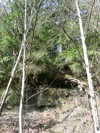 game park, forest