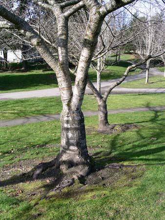 game park