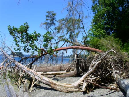 kopachuck state park