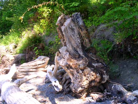 kopachuck state park