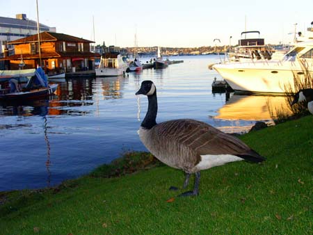 south lake union park