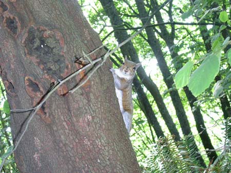 lincoln park, squirrel 