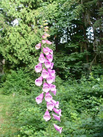lincoln park, flower