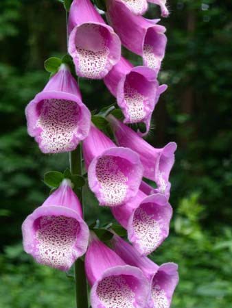 lincoln park, flower