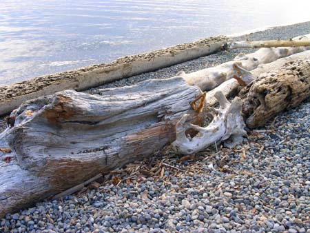 lincoln park, beach