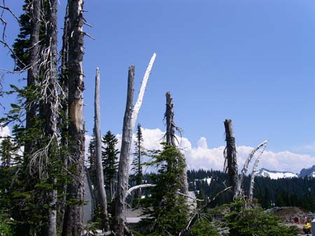mount rainier