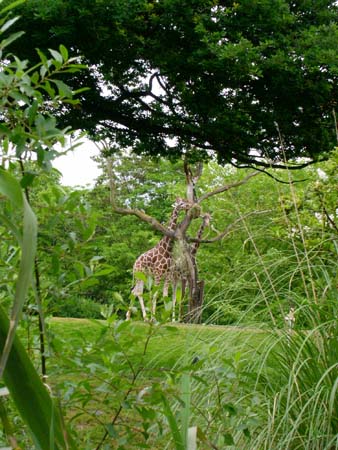 zoo
