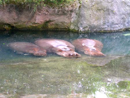 zoo