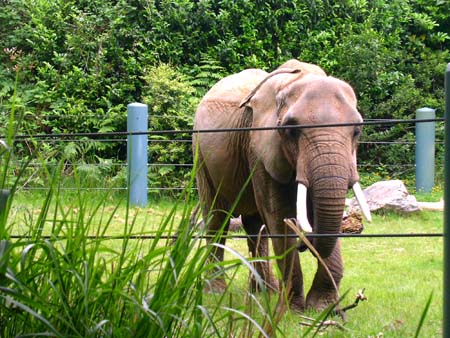 zoo