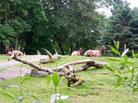 zoo