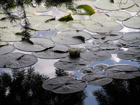 lake washington, water lily