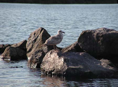 lake washington